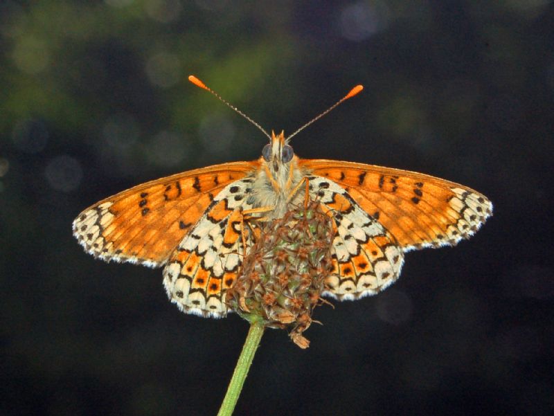 Melitaea cinxia?? S